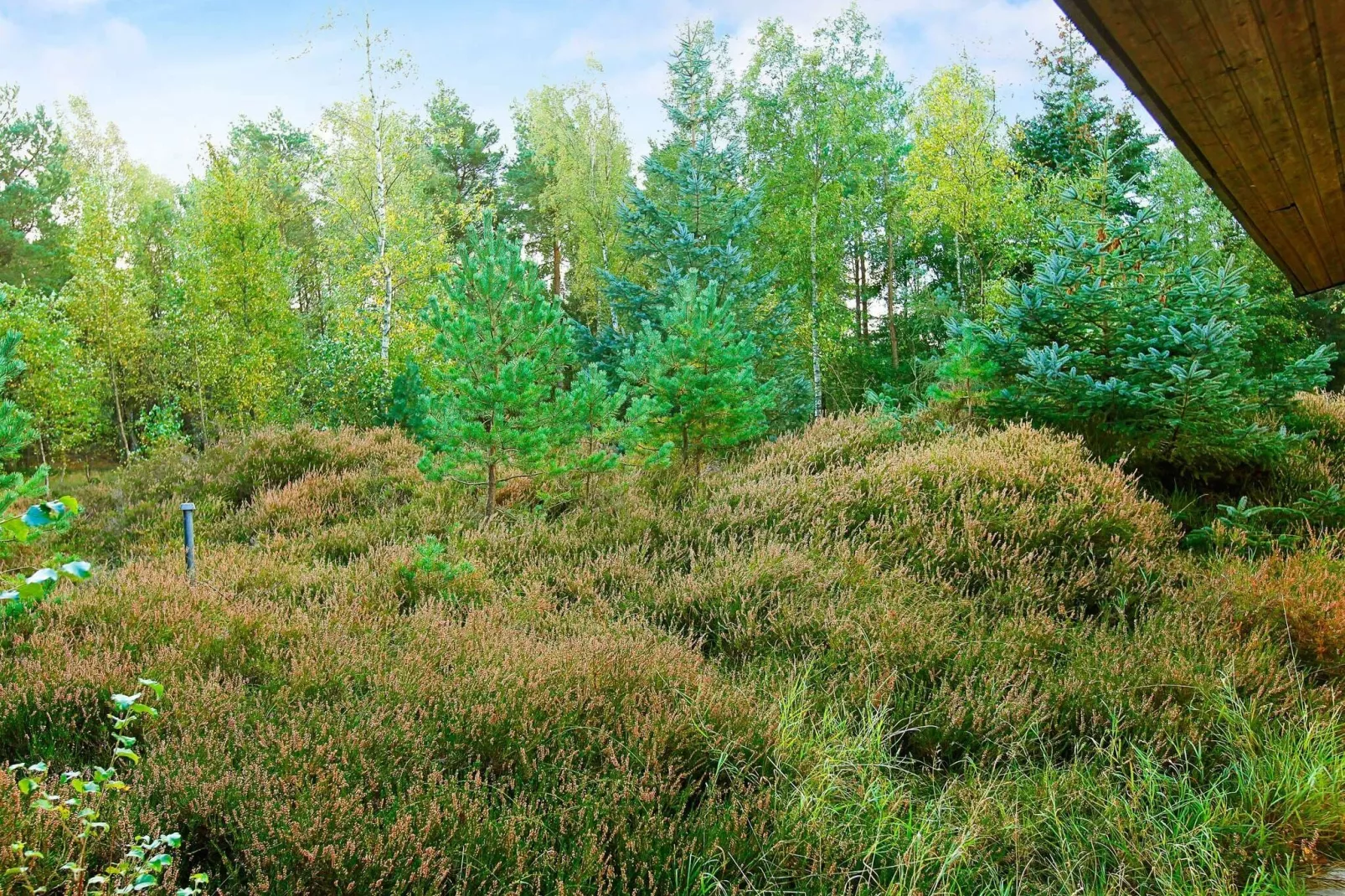 SIRIUS-View