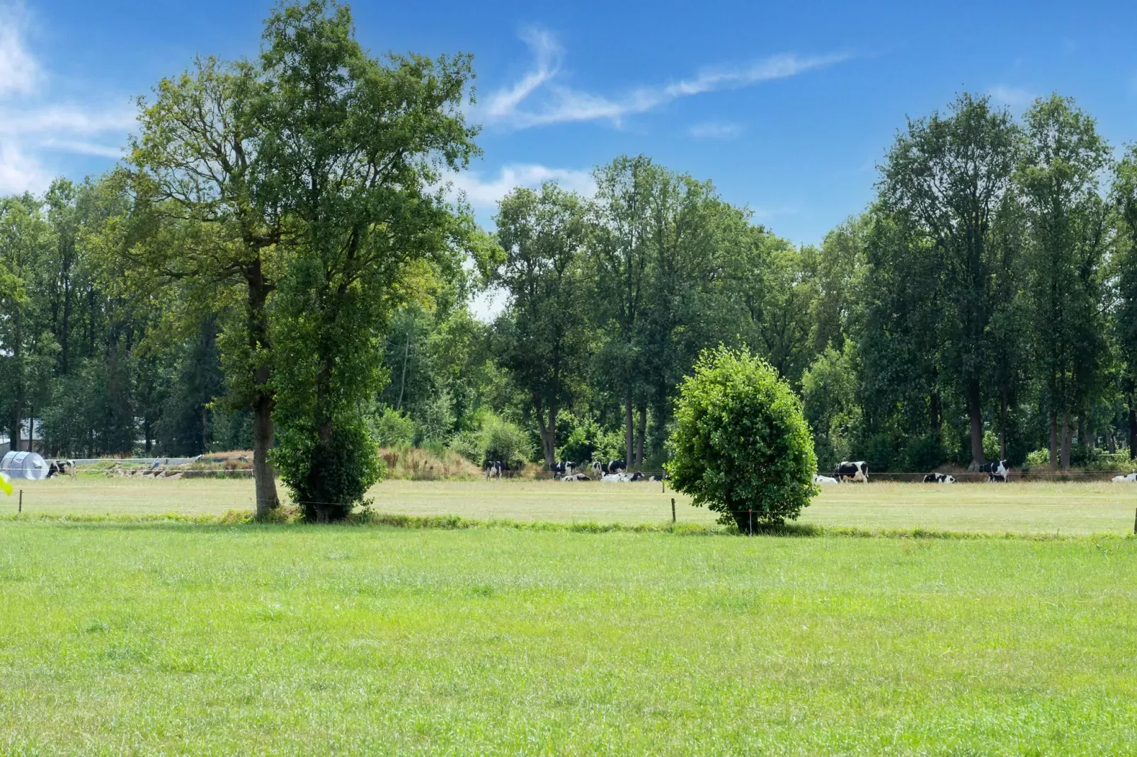 Woonboerderij in Staphorst voor 6 personen-Areas summer 5km