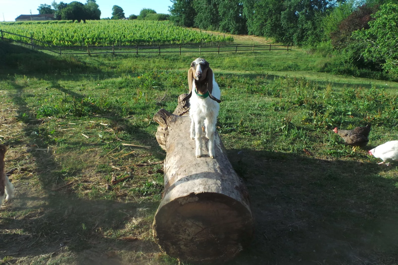 Le Pigeonnier-Park facilities