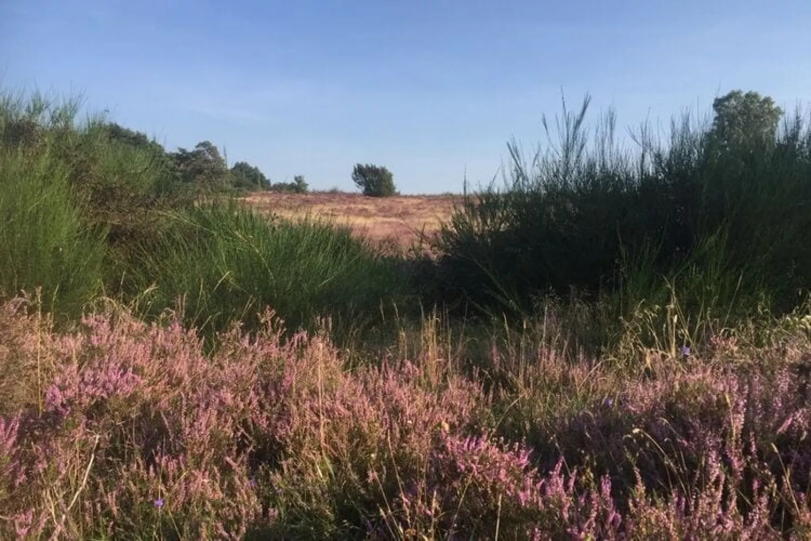 Sneeuwwitje-Areas summer 1km