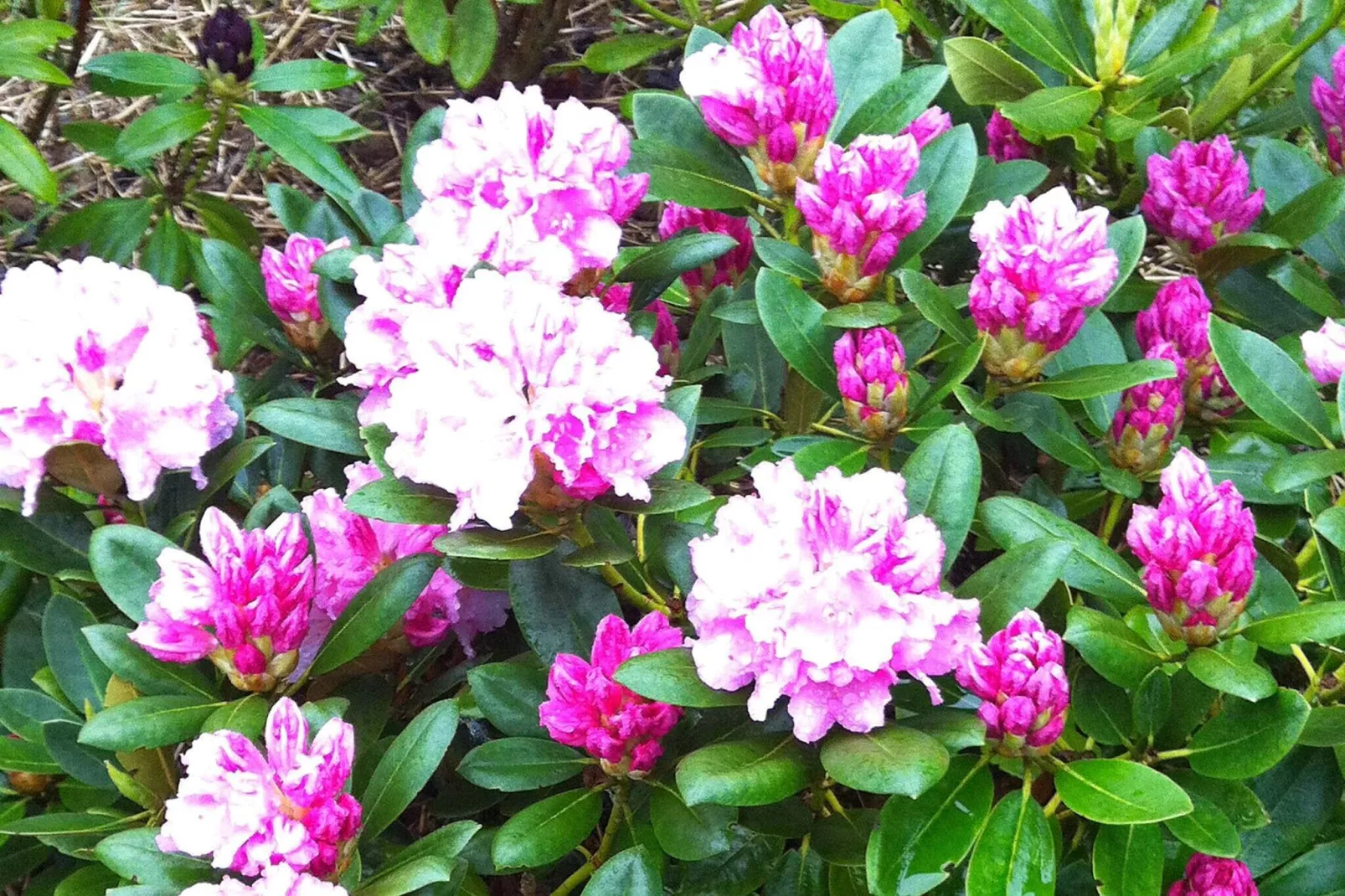 6 person holiday home in Rødby-Outdoor