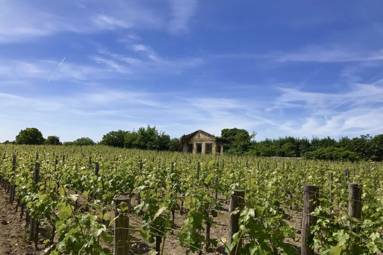 Domaine de Geneviève des Vignes-Areas summer 5km