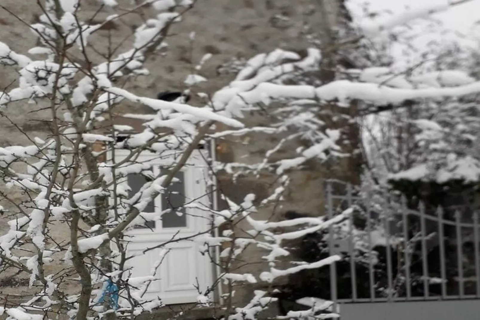 Petite Plaisance-Garden winter