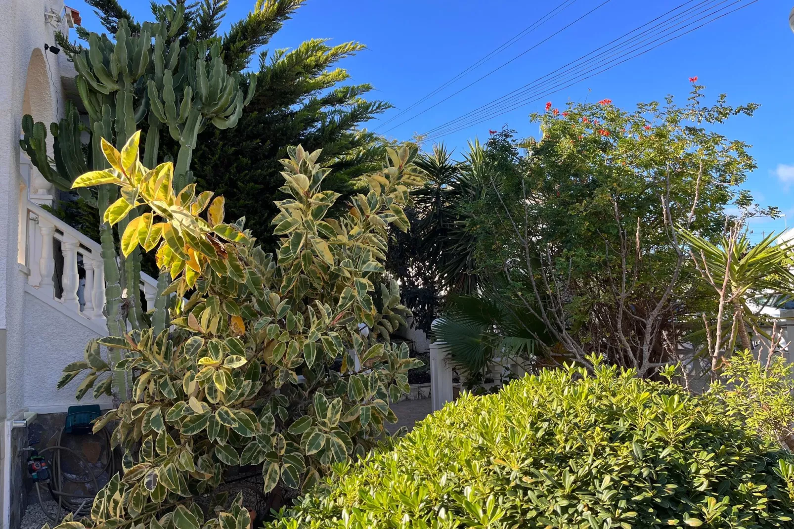 Villa Cuidad Quesada-Gardens summer
