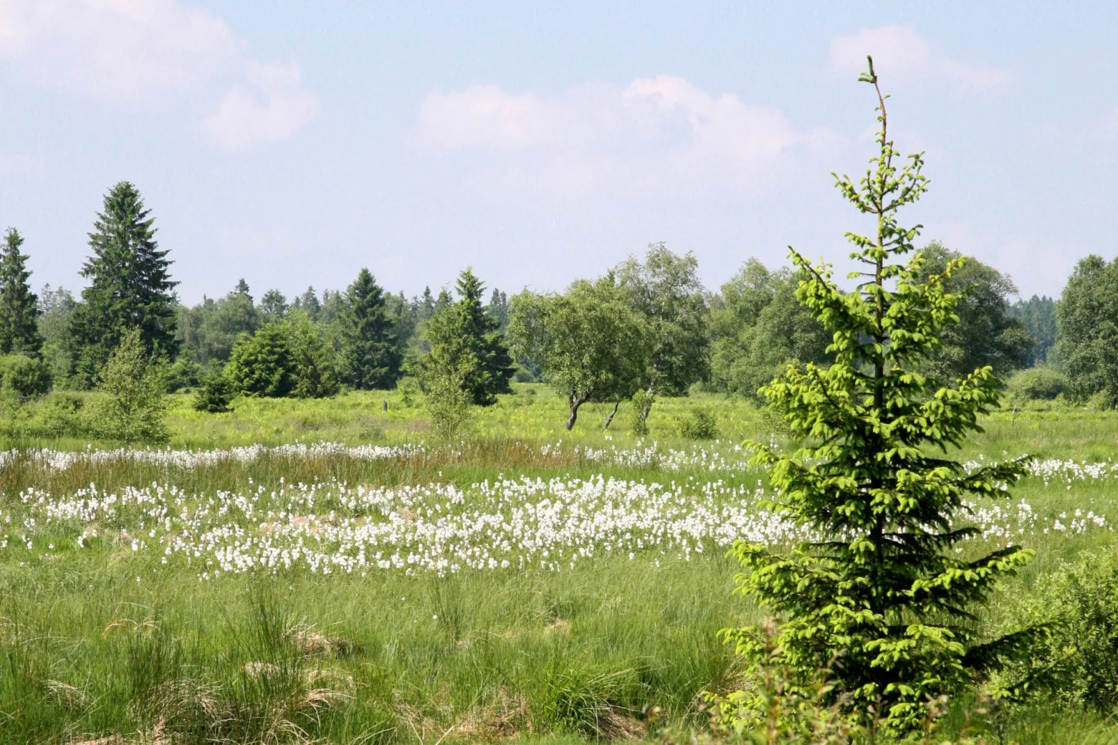 Hautes Fagnes-Areas summer 1km