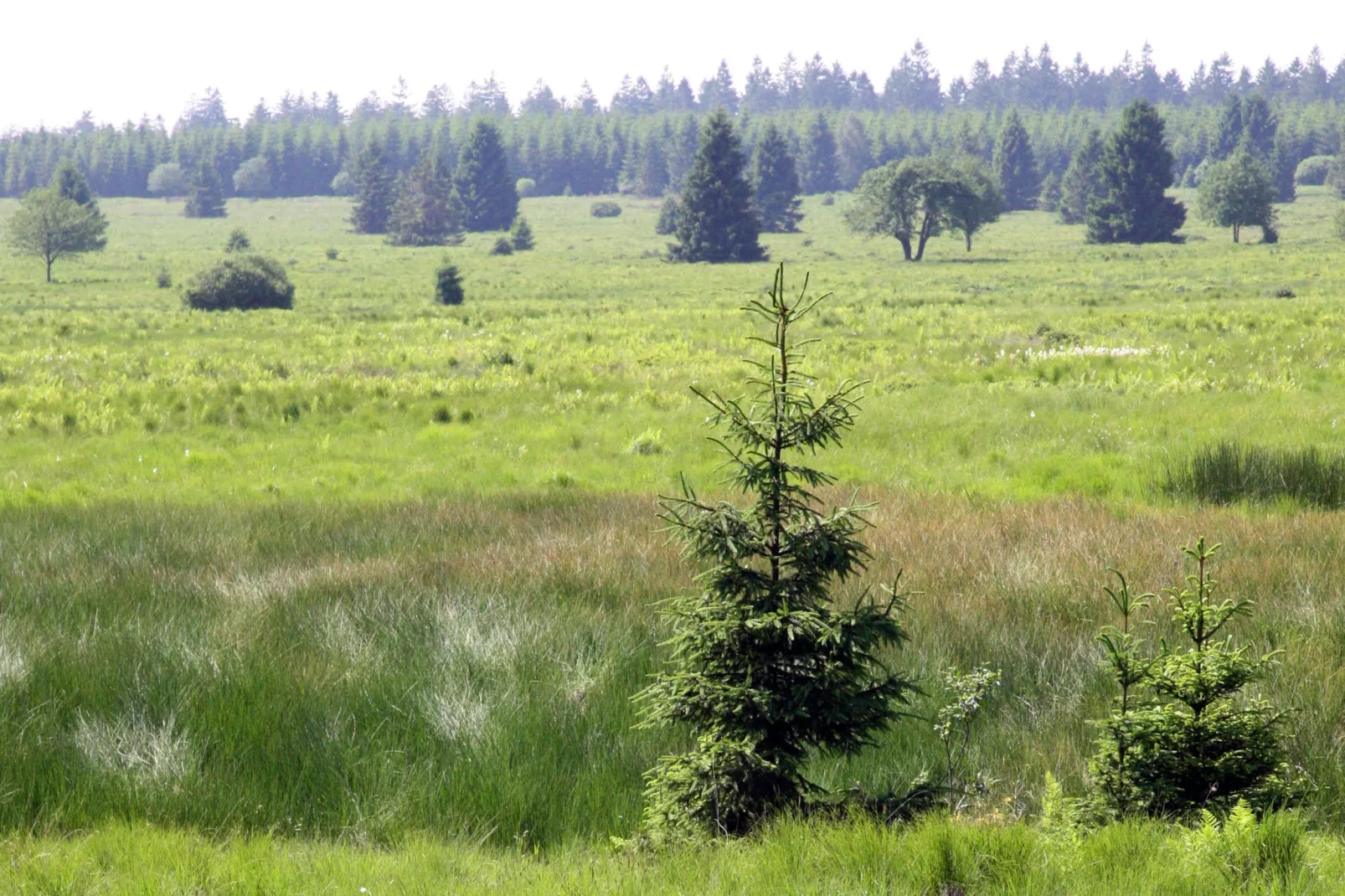 Hautes Fagnes-Areas summer 1km