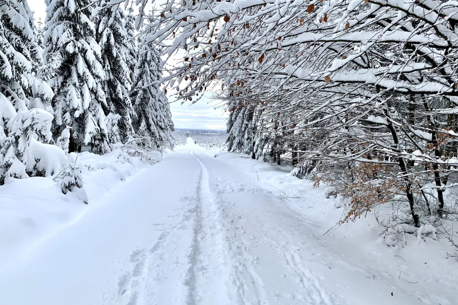 Hautes Fagnes-Area winter 20km