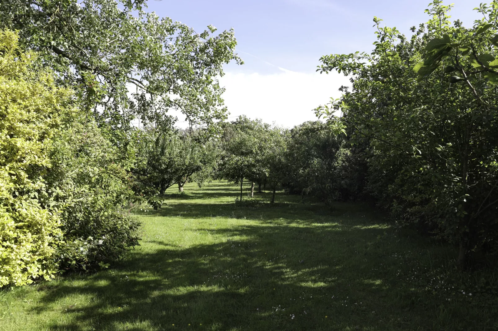 Ferienhaus in Sibiril-Gardens summer