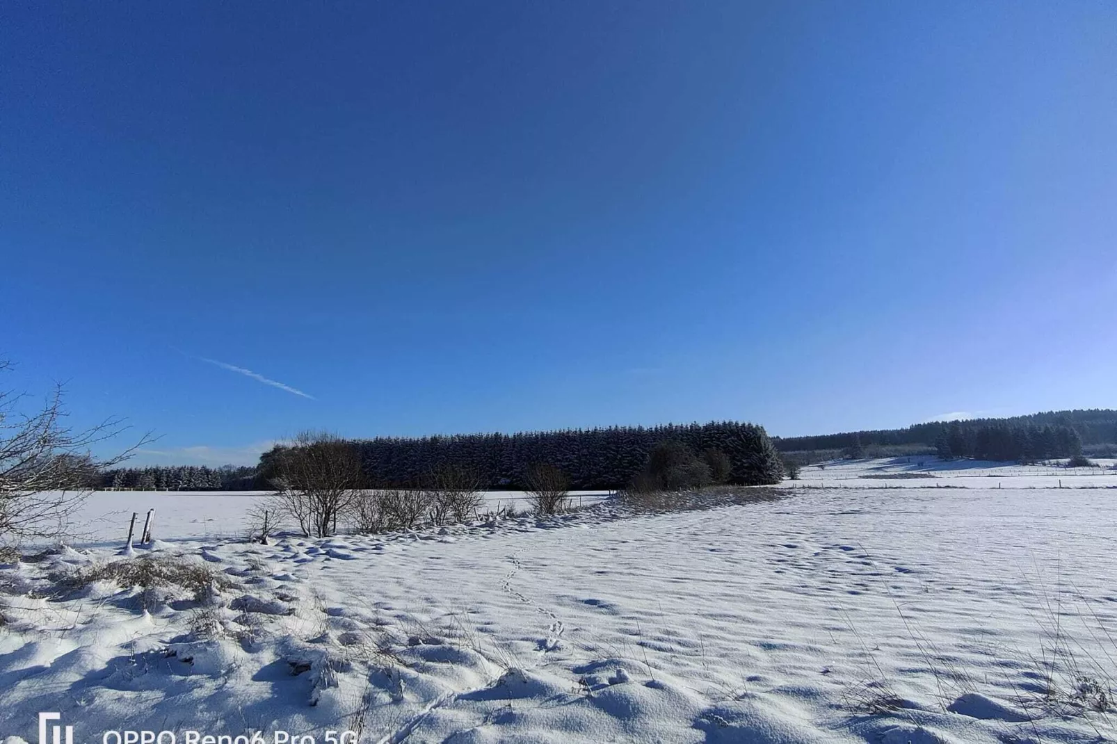 Blue Wood-Area winter 1km