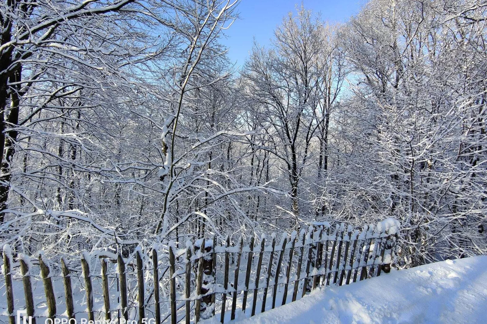Blue Wood-Area winter 1km
