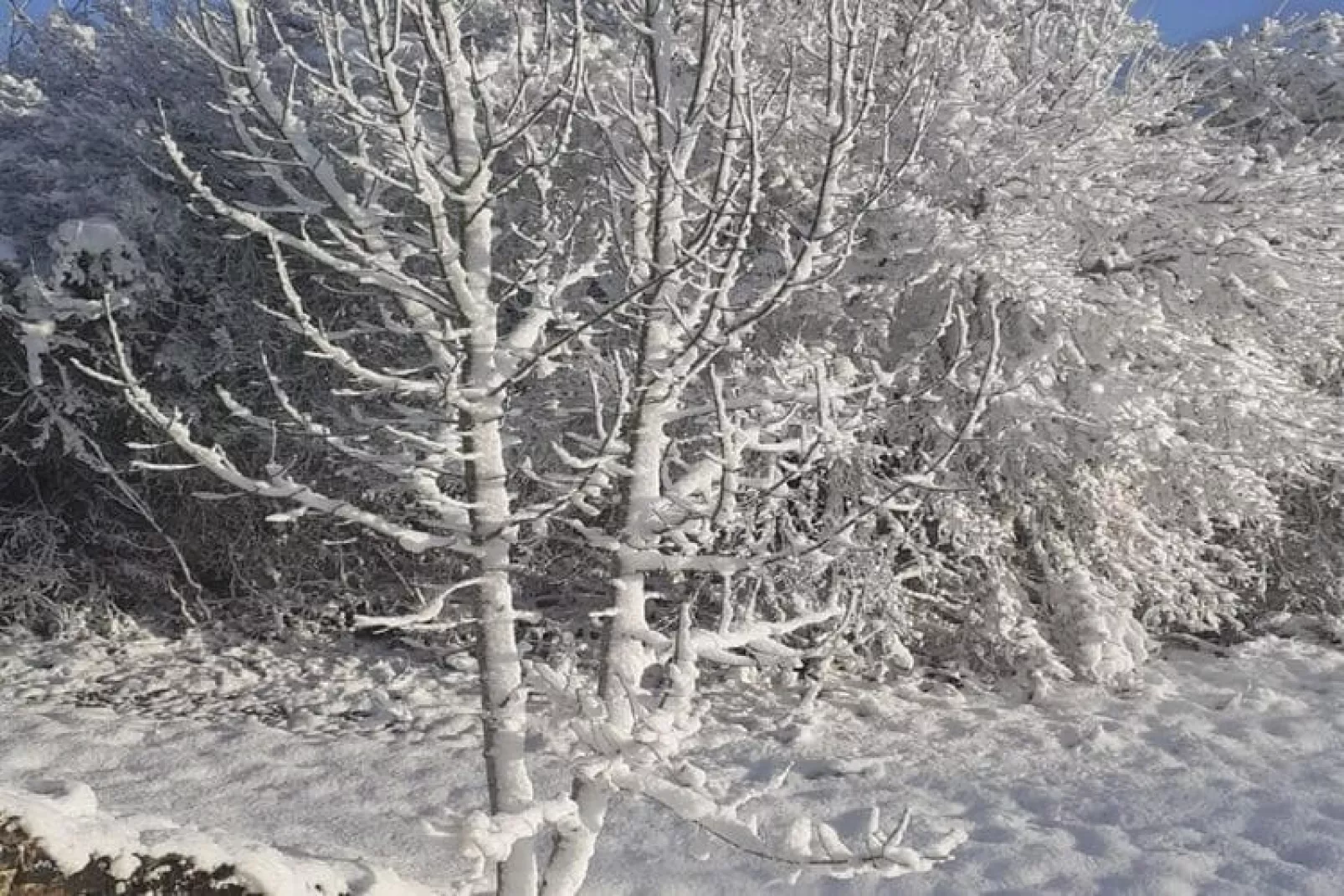 Le Place-Garden winter