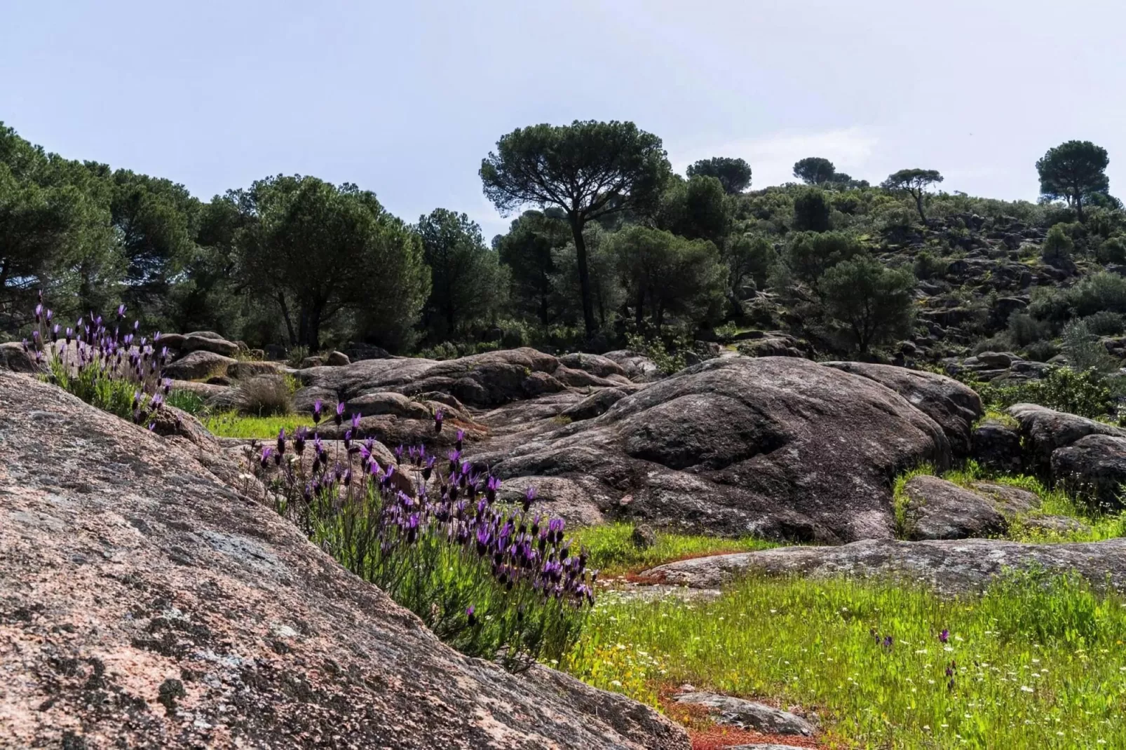 FH in las Jaras - CT 113 CO 5 PAX-Areas summer 5km